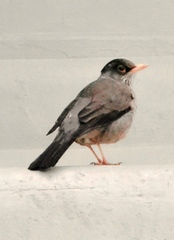 Turdus falcklandii