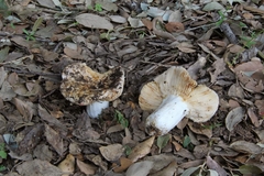Russula globispora