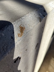 Centruroides sculpturatus