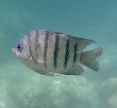 Abudefduf bengalensis