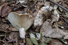 Russula pallidospora