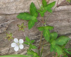 Geranium thunbergii
