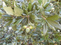 Quercus virginiana