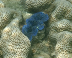 Tridacna crocea