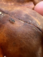 Teliapsocus conterminus