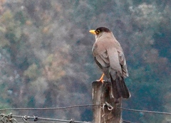 Turdus falcklandii