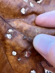 Teliapsocus conterminus