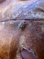 Teliapsocus conterminus