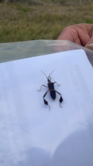 Leptoglossus zonatus