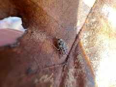 Teliapsocus conterminus