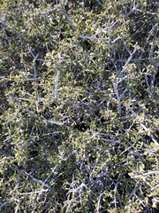 Ceanothus perplexans