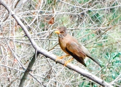Turdus falcklandii