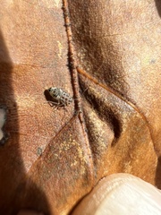 Teliapsocus conterminus