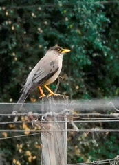 Turdus falcklandii