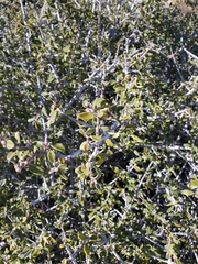 Ceanothus perplexans