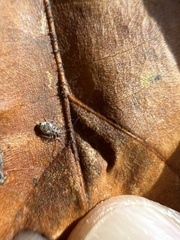 Teliapsocus conterminus