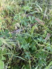 Geranium solanderi