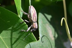 Naupactus xanthographus