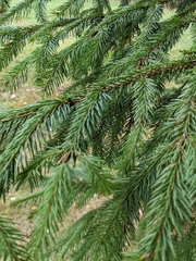 Picea rubens