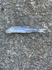 Notropis atherinoides