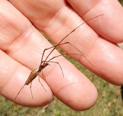 Tetragnatha laboriosa
