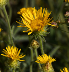 Pentanema montanum