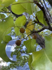 Pyrus calleryana
