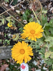 Calendula