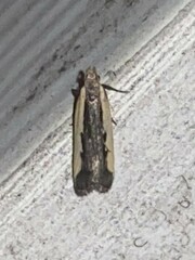 Dichomeris serrativittella