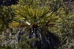 Trithrinax campestris