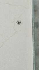 Leptofreya ambigua