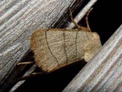 Charanyca trigrammica
