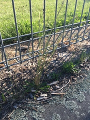 Festuca myuros