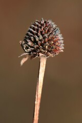 Rudbeckia missouriensis