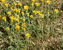 Pentanema montanum
