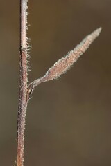 Rudbeckia missouriensis