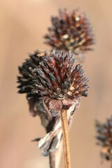 Rudbeckia missouriensis