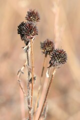 Rudbeckia missouriensis