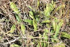 Rudbeckia missouriensis