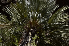 Trithrinax campestris