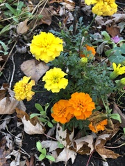 Tagetes erecta