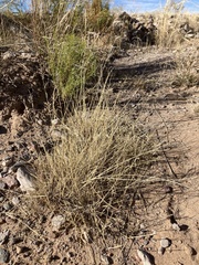 Bouteloua barbata barbata