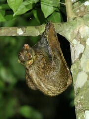 Galeopterus variegatus