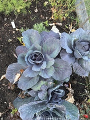 Brassica oleracea