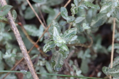 Cistus