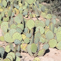 Opuntia rastrera