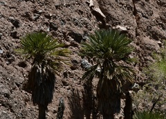 Trithrinax campestris