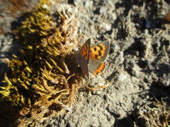 Lycaena phlaeas