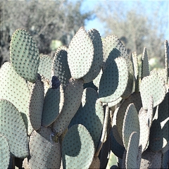 Opuntia rufida