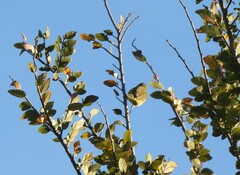 Leiothlypis celata